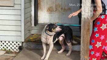 Pit Bull Terrier Dogs Available for Adoption in Ocala, Florida - MAX | PetCurious