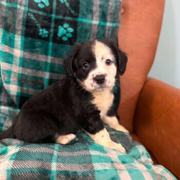 CT Simon -  Australian Shepherd and Mountain Cur Dog for Adoption in Eastford, Connecticut - CT Simon | PetCurious