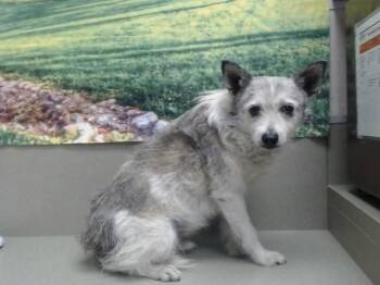 COYOTE -  Parson Russell Terrier and Mixed Breed Dog for Adoption in Moreno Valley, California - COYOTE | PetCurious