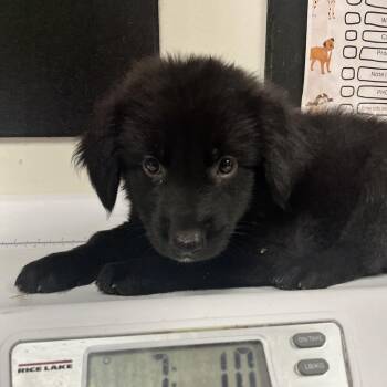Peter -  Retriever and Mixed Breed Dog for Adoption in Parrish, Alabama - Peter | PetCurious
