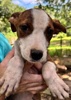 Sketch -  Pit Bull Terrier and Mixed Breed Dog for Adoption in Little Rock, Arkansas - Sketch | PetCurious