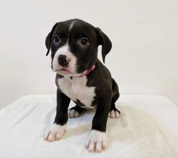 Rescue Mixed Breed Dogs for Adoption in Los Angeles, California - Sleeping Beauty | PetCurious