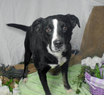 Rescue Border Collie and Labrador Retriever Dogs for Adoption in Monroe, Louisiana - Moon | PetCurious