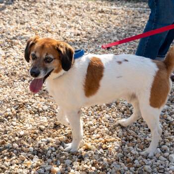 Friday -  Brittany Spaniel Dog for Adoption in King George, Virginia - Friday | PetCurious