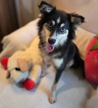 DEXTER -  Finnish Lapphund Dog for Adoption in Houston, Texas - DEXTER | PetCurious