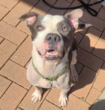 Winston -  Mixed Breed and Pit Bull Terrier Dog for Adoption in Austin, Texas - Winston | PetCurious