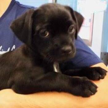 Venus -  Shih Tzu Dog for Adoption in Green Valley, Arizona - Venus | PetCurious