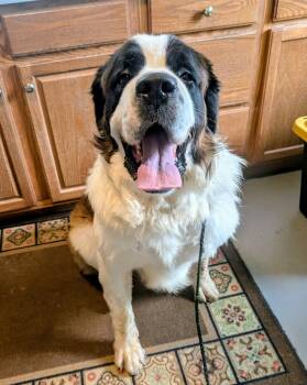 Rescue Saint Bernard Dogs for Adoption in Evansville, Indiana - Victor | PetCurious