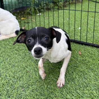 Chihuahua Dogs Available for Adoption in Tampa, Florida - Eclair | PetCurious