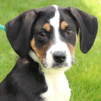 Hound Dogs Available for Adoption in Eaton, Ohio - Jumble | PetCurious