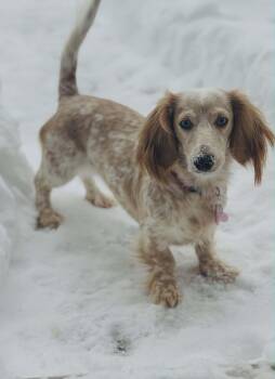 Dachshund Dogs Available for Adoption in Coatesville, Pennsylvania - Dolly | PetCurious