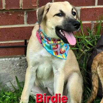 Birdie -  Shepherd Dog for Adoption in Oak Point, Texas - Birdie | PetCurious