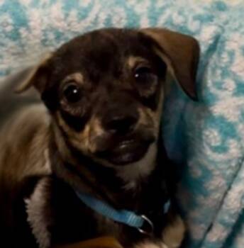 Rescue Yorkshire Terrier and Schnauzer Dogs for Adoption in Dalton, Georgia - Reaper | PetCurious