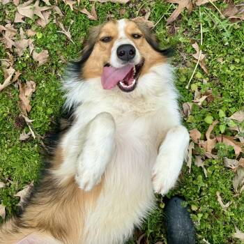 English Shepherd Dogs Available for Adoption in Longview, Texas - Daisy | PetCurious