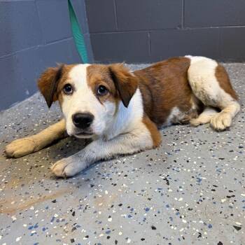 Mixed Breed Dogs Available for Adoption in Buffalo, Minnesota - Amelia Rose | PetCurious