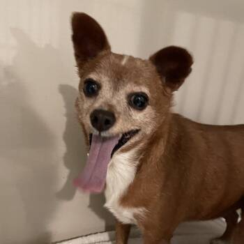 Chihuahua and Mixed Breed Dogs Available for Adoption in Port Charlotte, Florida - Scooby | PetCurious