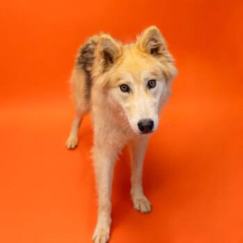 Pen 172c Cherry -  Siberian Husky Dog for Adoption in Lawrenceville, Georgia - Pen 172c Cherry | PetCurious