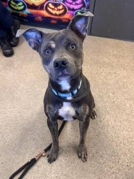 Rescue Pit Bull Terrier Dogs for Adoption in Cleveland, Ohio - Stewie | PetCurious