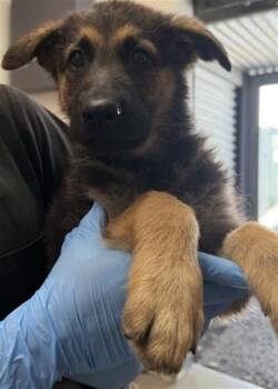 GEORGIA -  German Shepherd Dog Dog for Adoption in San Bernardino, California - GEORGIA | PetCurious