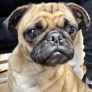 Rescue Pug Dogs for Adoption in Rockville, Maryland - Punky | PetCurious