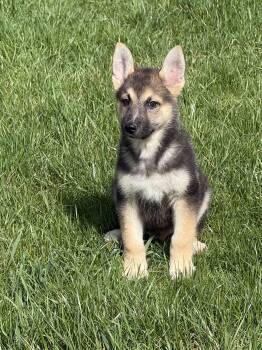 German Shepherd Dog Dogs Available for Adoption in Iron Ridge, Wisconsin - Dane | PetCurious