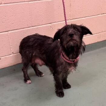 Mixed Breed Dogs Available for Adoption in Memphis, Tennessee - Twinkle | PetCurious