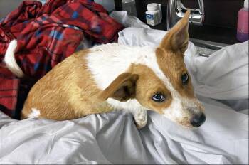 Mixed Breed Dogs Available for Adoption in Nashville, Tennessee - Spice | PetCurious