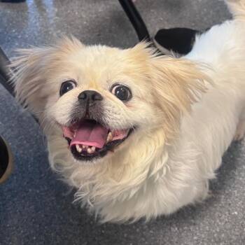 Cody- Coming Soon! -  Mixed Breed Dog for Adoption in Naperville, Illinois - Cody- Coming Soon! | PetCurious