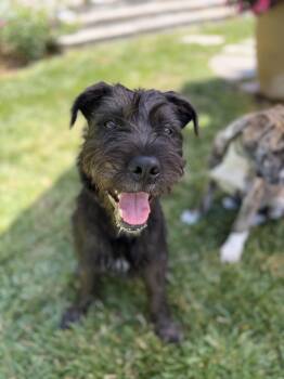 Orbit -  Schnauzer Dog for Adoption in Burbank, California - Orbit | PetCurious