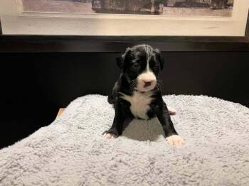 Boxer and Poodle Dogs Available for Adoption - Erra | PetCurious