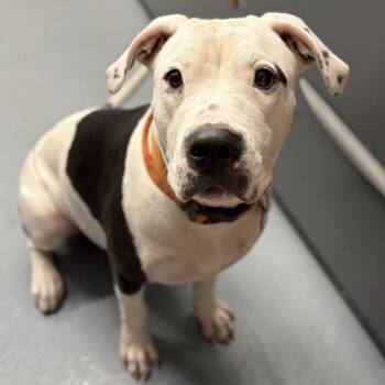 Marisa -  Staffordshire Bull Terrier Dog for Adoption in Fort Collins, Colorado - Marisa | PetCurious