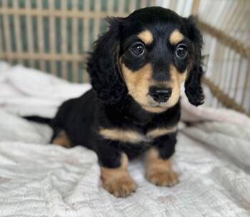 Storm -  Dachshund Dog for Adoption in Great Falls, Montana - Storm | PetCurious