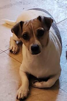 Mix -  Chihuahua and Jack Russell Terrier Dog for Adoption in Glendale, Arizona - Mix | PetCurious