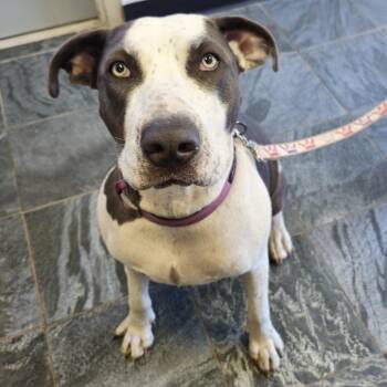 Hazel -  Terrier Dog for Adoption in Clearwater, Florida - Hazel | PetCurious