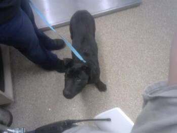 Labrador Retriever and Mixed Breed Dogs Available for Adoption in Albuquerque, New Mexico - FRODO | PetCurious