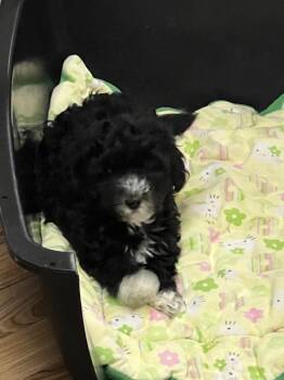 Louie -  Havanese and Poodle Dog for Adoption in Waterloo, Illinois - Louie | PetCurious