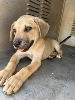 Labrador Retriever Dogs Available for Adoption - SEBASTIN | PetCurious