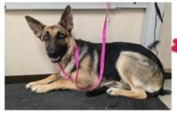 Sasha -  German Shepherd Dog and Mixed Breed Dog for Adoption in Fort Worth, Texas - Sasha | PetCurious