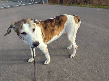 Rescue Hound Dogs for Adoption in Stockbridge, Michigan - Donna | PetCurious