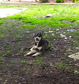 Siberian Husky Dogs Available for Adoption in Charlotte, North Carolina - A1258133 | PetCurious
