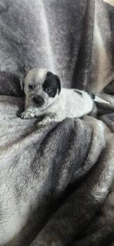 Labrador Retriever and Chiweenie Dogs Available for Adoption - Daisy | PetCurious