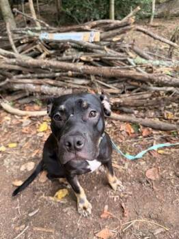 Brownie -  Bull Terrier and Boxer Dog for Adoption in Roanoke, Virginia - Brownie | PetCurious
