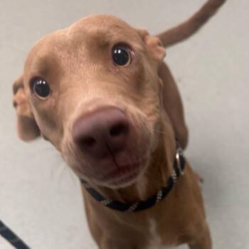 Porkchop -  Terrier Dog for Adoption in Abilene, Texas - Porkchop | PetCurious