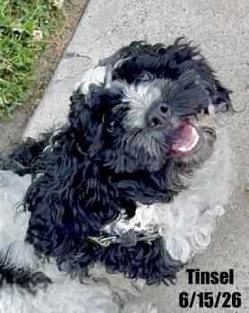 Tinsel -  Cockapoo Dog for Adoption in Berlin, Maryland - Tinsel | PetCurious