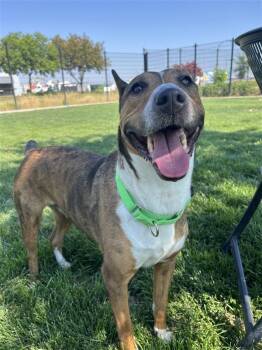 Rescue Bull Terrier Dogs for Adoption in Elk Grove, California - Piper Lassie | PetCurious