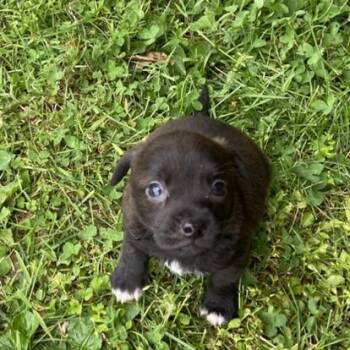 Pekingese and Mixed Breed Dogs Available for Adoption in Wilkesboro, North Carolina - Oak | PetCurious