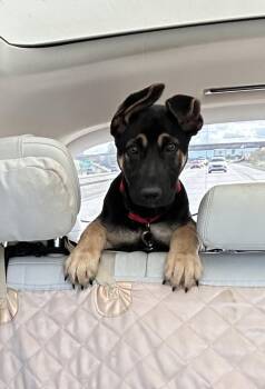 German Shepherd Dog Dogs Available for Adoption in Palo Alto, California - Drago | PetCurious
