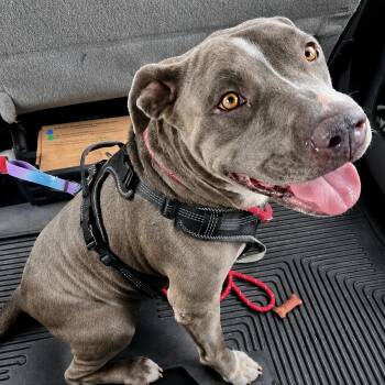 Tank -  American Staffordshire Terrier and Mixed Breed Dog for Adoption in Houston, Texas - Tank | PetCurious