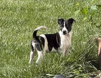 Ash -  Shepherd Dog for Adoption in South Bend, Indiana - Ash | PetCurious