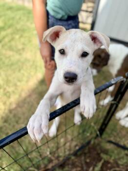 Lorenzo -  Labrador Retriever Dog for Adoption in San Antonio, Texas - Lorenzo | PetCurious